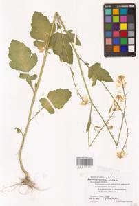 Rhamphospermum arvense (L.) Andrz. ex Besser, Восточная Европа, Центральный район (E4) (Россия)