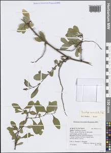 Plumbago auriculata Lam., Западная Европа (EUR) (Испания)