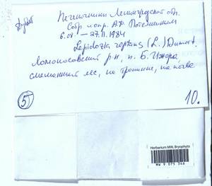 Lepidozia reptans (L.) Dumort., Гербарий мохообразных, Мхи - Карелия, Ленинградская и Мурманская области (B4) (Россия)