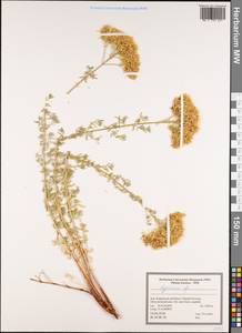 Зверобой, Зарубежная Азия (ASIA) (Иран)