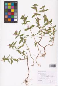 MHA 0 154 255, Пикульник ладанниковый L., Восточная Европа, Центральный лесостепной район (E6) (Россия)