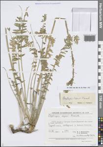 Остролодочник Капю Franch., Средняя Азия и Казахстан, Памир и Памиро-Алай (M2) (Узбекистан)