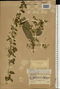 Lipandra polysperma (L.) S. Fuentes, Uotila & Borsch, Восточная Европа, Северо-Западный район (E2) (Россия)