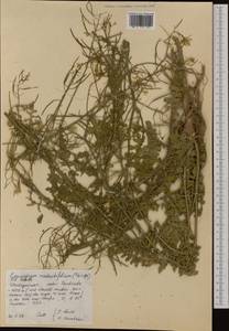 Erucastrum nasturtiifolium (Poir.) O.E. Schulz, Западная Европа (EUR) (Испания)