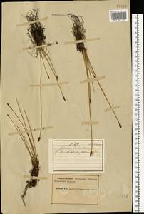 Болотница болотная, Болотница обыкновенная (L.) Roem. & Schult., Восточная Европа, Северный район (E1) (Россия)