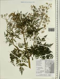 Купырь лесной (L.) Hoffm., Сибирь, Чукотка и Камчатка (S7) (Россия)