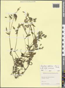 Ясколка Хаусскнехта Boiss., Кавказ, Дагестан (K2) (Россия)