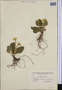 Primula vulgaris subsp. vulgaris, Западная Европа (EUR) (Болгария)