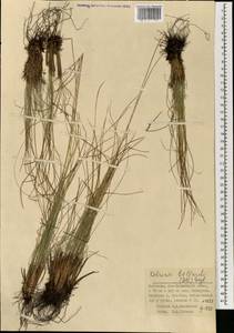 Carex myosuroides Vill., Монголия (MONG) (Монголия)