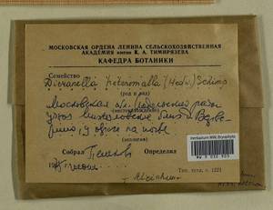 Dicranella heteromalla (Hedw.) Schimp., Гербарий мохообразных, Мхи - Москва и Московская область (B6a) (Россия)