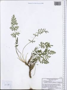 Dichoropetalum schottii (Besser ex DC.) Pimenov & Kljuykov, Западная Европа (EUR) (Италия)