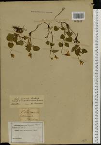 Фиалка Ривиниуса Rchb., Восточная Европа, Северо-Западный район (E2) (Россия)