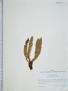 Щитовник пахучий (L.) Schott, Сибирь, Дальний Восток (S6) (Россия)