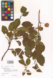 Яблоня домашняя (Suckow) Borkh., Восточная Европа, Центральный лесостепной район (E6) (Россия)