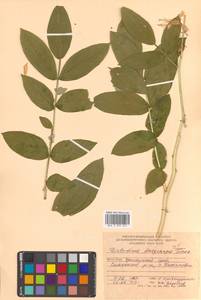 Ясенец мохнатоплодный Turcz., Сибирь, Дальний Восток (S6) (Россия)