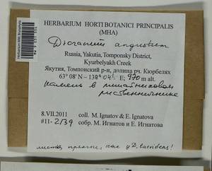 Dicranum angustum Lindb., Гербарий мохообразных, Мхи - Якутия (B19) (Россия)
