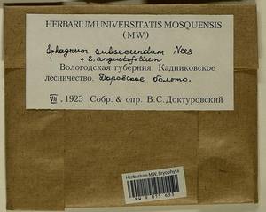 Sphagnum subsecundum Nees, Гербарий мохообразных, Мхи - Архангельская и Вологодская области, Коми, Ненецкий АО (B7) (Россия)