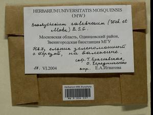 Brachythecium salebrosum (Hoffm. ex F. Weber & D. Mohr) Schimp., Гербарий мохообразных, Мхи - Москва и Московская область (B6a) (Россия)