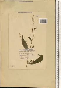 Asarum blumei Duch., Зарубежная Азия (ASIA) (Япония)