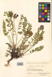Oxytropis adamsiana subsp. erecta (Kom.) Kuvaev, Сибирь, Чукотка и Камчатка (S7) (Россия)
