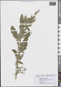 Щирица гибридная L., Средняя Азия и Казахстан, Сырдарьинские пустыни и Кызылкумы (M7) (Узбекистан)