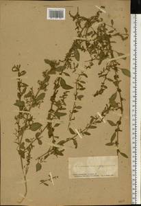 Lipandra polysperma (L.) S. Fuentes, Uotila & Borsch, Восточная Европа, Южно-Украинский район (E12) (Украина)
