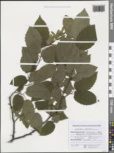 Граб обыкновенный, Граб кавказский L., Кавказ, Черноморское побережье (от Новороссийска до Адлера) (K3) (Россия)