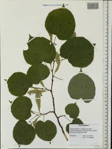 Tilia ×europaea L., Восточная Европа, Северо-Западный район (E2) (Россия)