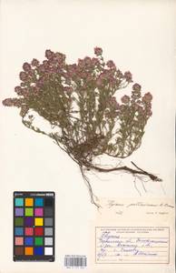 MHA 0 157 364, Тимьян Палласа, Чабрец Палласа Heinr.Braun, Восточная Европа, Южно-Украинский район (E12) (Украина)