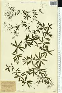 Подмаренник промежуточный Schult., Восточная Европа, Московская область и Москва (E4a) (Россия)