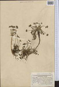 Шульция косматая (Pall.) Spreng., Средняя Азия и Казахстан, Джунгарский Алатау и Тарбагатай (M5) (Казахстан)