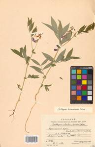 Чина Комарова Ohwi, Сибирь, Дальний Восток (S6) (Россия)