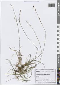 Осока Ледебура C.A.Mey. ex Trevir., Сибирь, Центральная Сибирь (S3) (Россия)