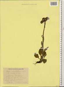 Tephroseris integrifolia subsp. primulifolia (Cufod.) Greuter, Кавказ, Краснодарский край и Адыгея (K1a) (Россия)
