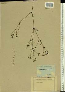 Cynanchica pyrenaica subsp. cynanchica (L.) P.Caputo & Del Guacchio, Восточная Европа, Ростовская область (E12a) (Россия)