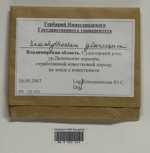 Brachythecium glareosum (Bruch ex Spruce) Schimp., Гербарий мохообразных, Мхи - Центральное Нечерноземье (B6) (Россия)