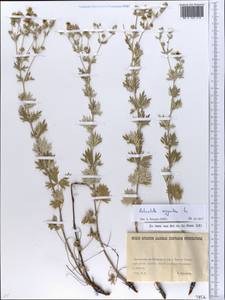 Лапчатка серебристая L., Восточная Европа, Северо-Украинский район (E11) (Украина)