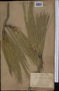 Pinus sabiniana Douglas ex D. Don, Америка (AMER) (Россия)