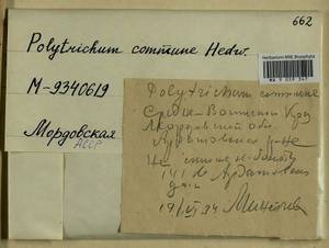 Polytrichum commune Hedw., Гербарий мохообразных, Мхи - Среднее Поволжье (B9) (Россия)