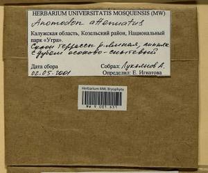 Pseudanomodon attenuatus (Hedw.) Ignatov & Fedosov, Гербарий мохообразных, Мхи - Центральное Нечерноземье (B6) (Россия)