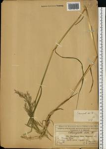 Вейник пурпурный (Trin.) Trin., Восточная Европа, Северный район (E1) (Россия)