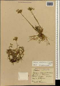 Petrosedum subulatum (C. A. Mey.) Afferni, Кавказ, Ставропольский край, Карачаево-Черкесия, Кабардино-Балкария (K1b) (Россия)