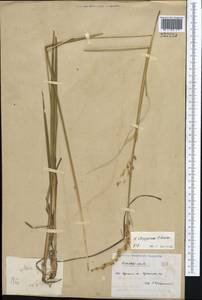 Anthoxanthum nitens (Weber) Y.Schouten & Veldkamp, Средняя Азия и Казахстан, Северный и Центральный Казахстан (M10) (Казахстан)