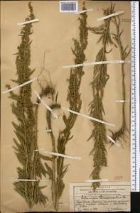 Полынь эстрагон L., Средняя Азия и Казахстан, Западный Тянь-Шань и Каратау (M3) (Казахстан)