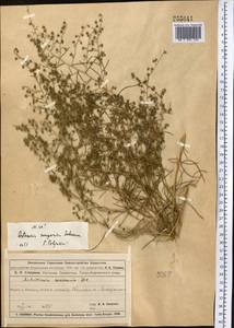 Полынь джунгарская Schrenk, Средняя Азия и Казахстан, Муюнкумы, Прибалхашье и Бетпак-Дала (M9) (Казахстан)