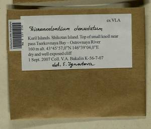 Dicranodontium denudatum (Brid.) E. Britton, Гербарий мохообразных, Мхи - Дальний Восток (без Чукотки и Камчатки) (B20) (Россия)