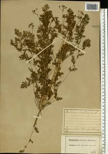 Аистник цикутовый, Аистник обыкновенный (L.) L'Hér., Восточная Европа, Центральный лесной район (E5) (Россия)