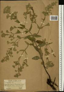 Nepeta ucranica subsp. parviflora (M.Bieb.) M.Masclans, Восточная Европа, Нижневолжский район (E9) (Россия)