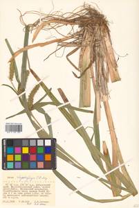 Carex utriculata Boott, Сибирь, Дальний Восток (S6) (Россия)