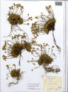 Micranthes merkii subsp. merkii, Сибирь, Чукотка и Камчатка (S7) (Россия)